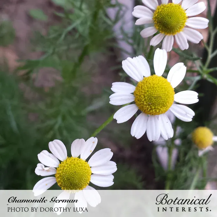 Chamomile German Seed Pkt