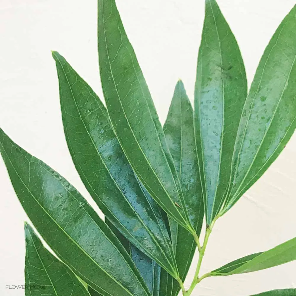 Cocculus Greenery