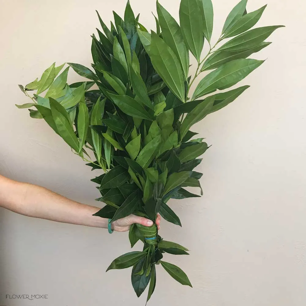 Cocculus Greenery
