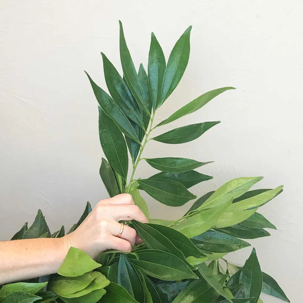 Cocculus Greenery