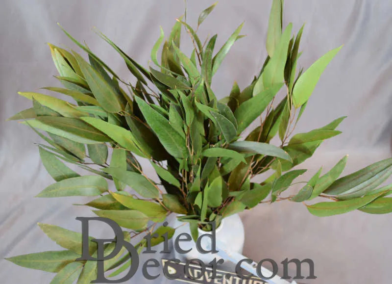 Preserved Willow Eucalyptus Bunch - Green