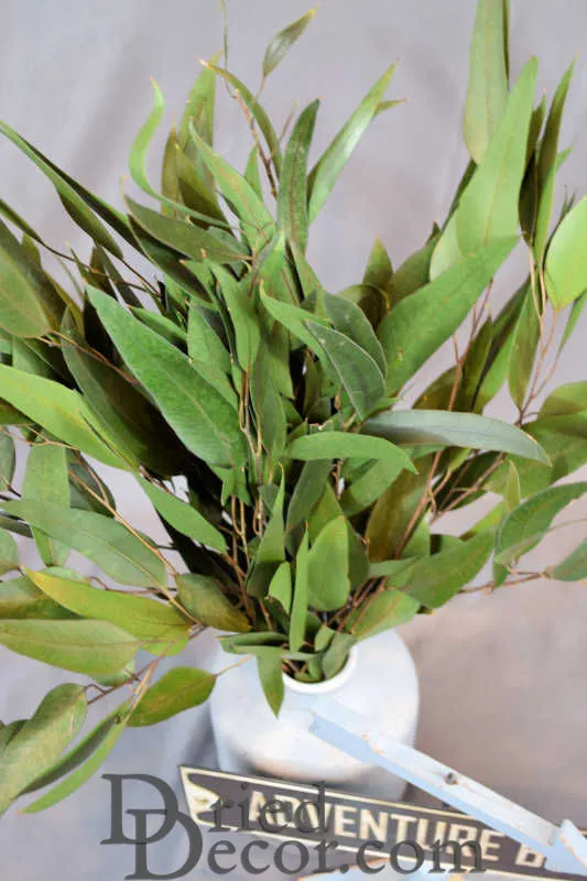 Preserved Willow Eucalyptus Bunch - Green