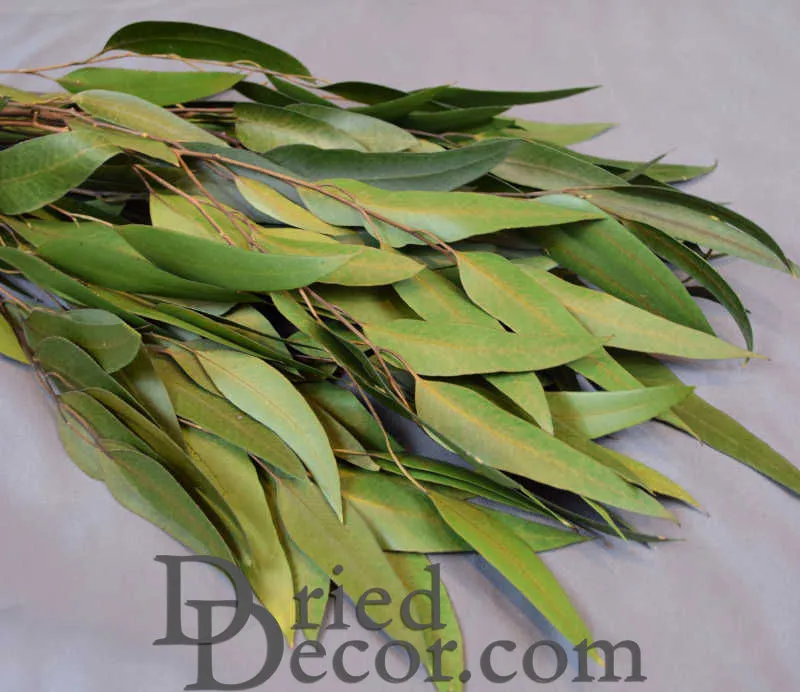 Preserved Willow Eucalyptus Bunch - Green