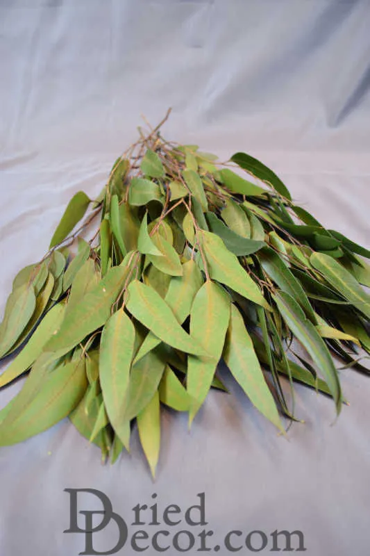 Preserved Willow Eucalyptus Bunch - Green